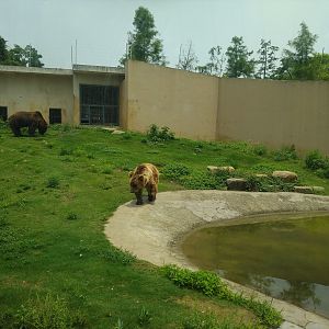 Brown Bear Enclosure