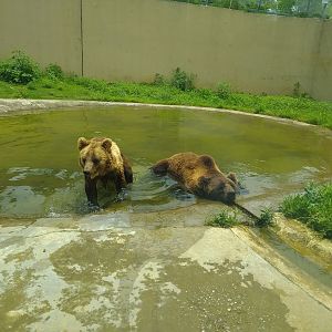 Brown Bears