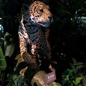 Stuffed Jaguar