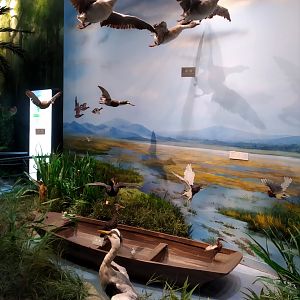 Waterbirds Diorama