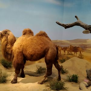 Desert Diorama