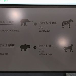 African Diorama  Signage