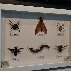 Mounted Insects