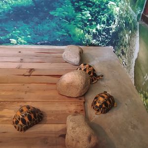 Tortoise Exhibit