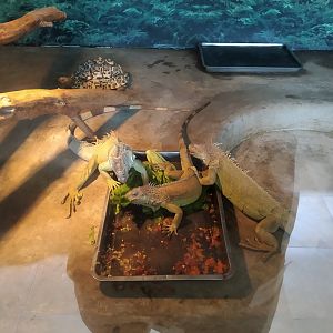 Iguanas Feeding