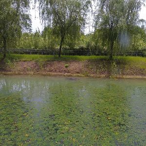 Yangtze Giant Softshell Turtle