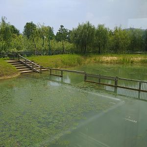 Yangtze Giant Softshell Turtle Exhibit