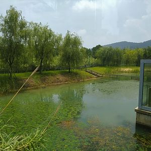 Yangtze Giant Softshell Turtle Exhibit