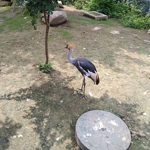 Crowned Crane