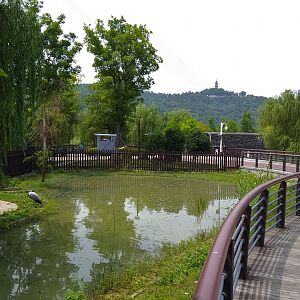 Demoiselle Crane Exhibit