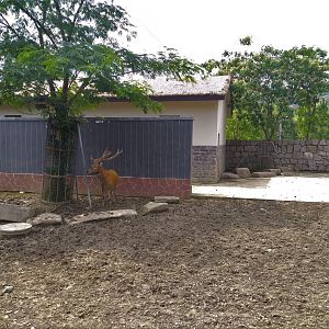 Pere David's Deer Exhibit