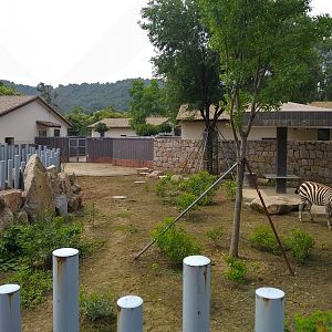 Zebra Exhibit