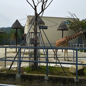Giraffe Exhibit