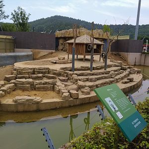 Olive Baboon Exhibit