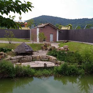 Black-capped Capuchin Exhibit