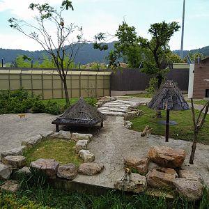 Patas Monkey Exhibit