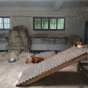 Red Panda Indoors