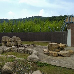 Black and White Ruffed Lemur