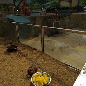 Prairie Dog Exhibit