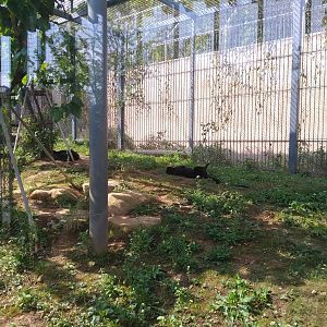 Leopard/Jaguar Exhibit