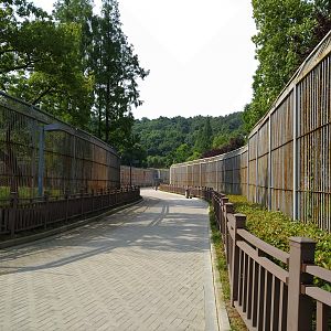 South China Tiger Complex