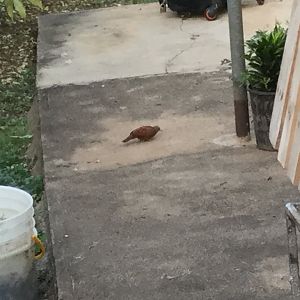 Ruddy Ground dove