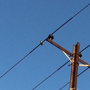 Red crowned woodpecker