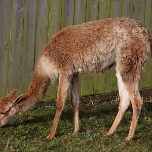 Vicuna - 19 January 2020