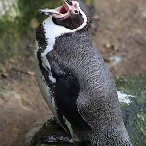 Humboldt Penguin - 19 January 2020