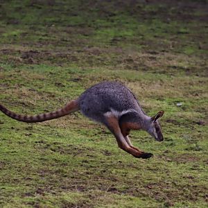 Yellow-footed Rock Wallaby - 19 January 2020