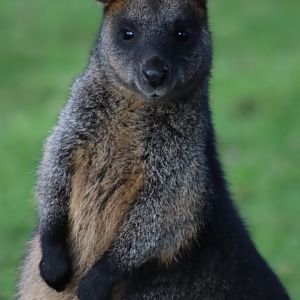 Swamp Wallaby - 19 January 2020