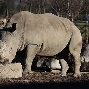 White Rhinoceros - 19 January 2020