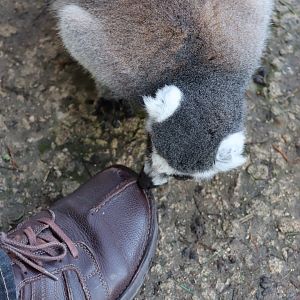 Ring-tailed Lemur licking shoe - 19 January 2020