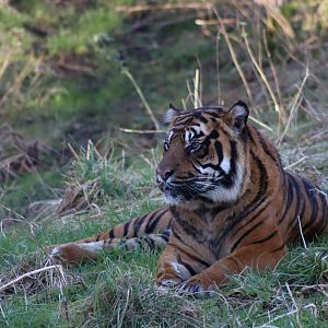 Sumatran Tiger - 19 January 2020