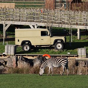 'Africa' Land rovers, Plains Zebra and Cheetah - 19 January 2020