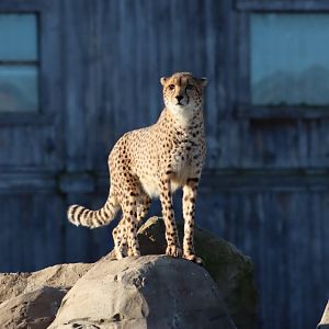 Cheetah - 19 January 2020