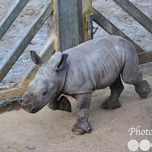 Colchester Zoo Lottie