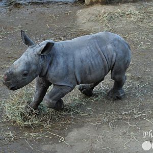 Colchester Zoo Lottie