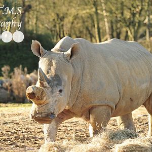 Colchester Zoo Binta