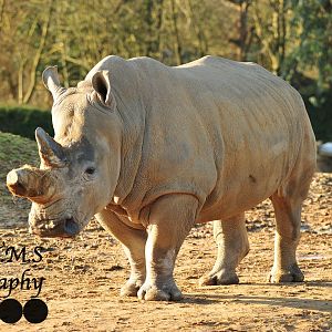 Colchester Zoo Binta