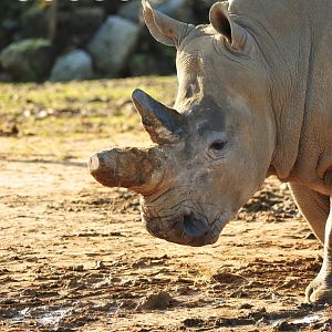 Colchester Zoo Binta