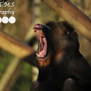 Colchester Zoo Mandrill