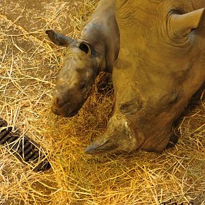Colchester Zoo Lottie with Emily