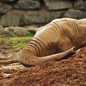 Colchester Zoo Elephant mud bath