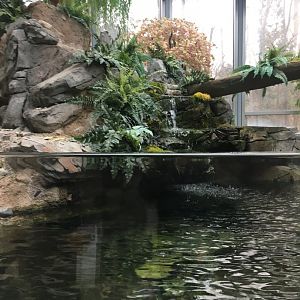 Japanese Giant Salamander Exhibit