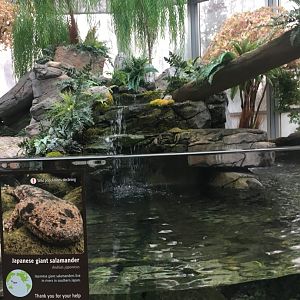 Japanese Giant Salamander Exhibit