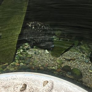 Japanese Giant Salamander