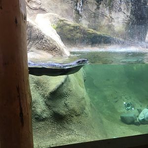 North American River Otter