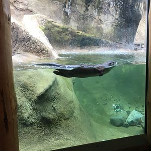 North American River Otter