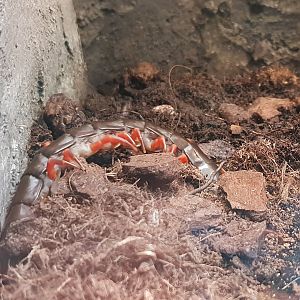 Jungle centipede - Scolopondra subspinipes